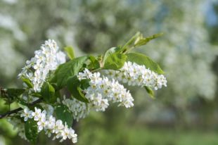 8 апреля: церковный праздник, именины, лунный день и календарь стрижек