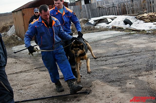 Отловленных в Орске собак будут везти в Адамовский район.
