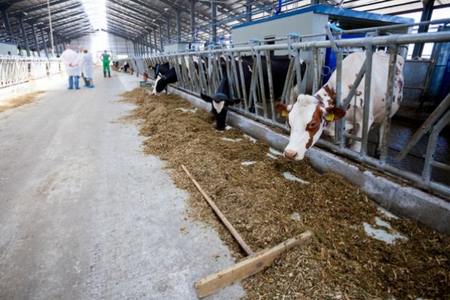 В Нижегородской области построят 17 новых животноводческих ферм в 2021 году