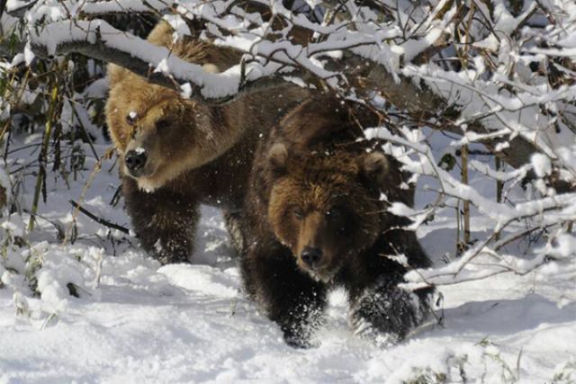 Когда просыпается медведь весной. Медведь зимой. Медведь в тайге. Бурый медведь зимой. Медведи на Камчатке зима.