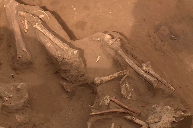 Найденные в Пскове кости передали на экспертизу