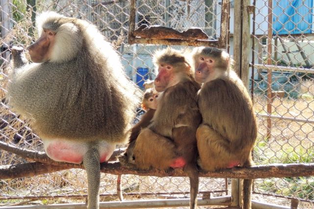 В Сочи на приматах провели испытания двух новых вакцин от COVID-19