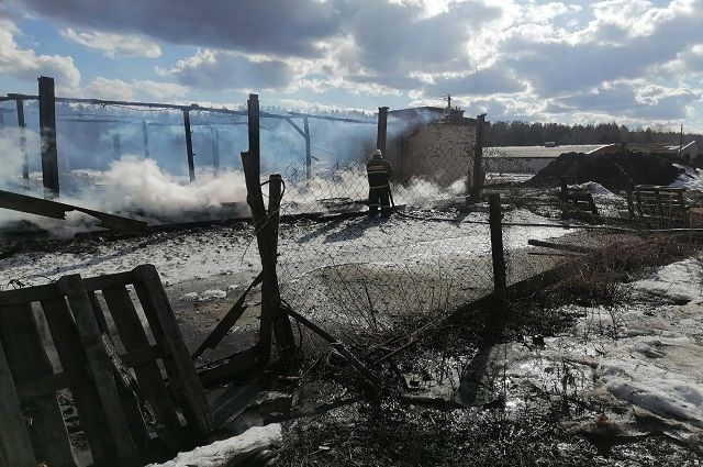 80 животных погибли в крупном пожаре на ферме в Меленковском районе
