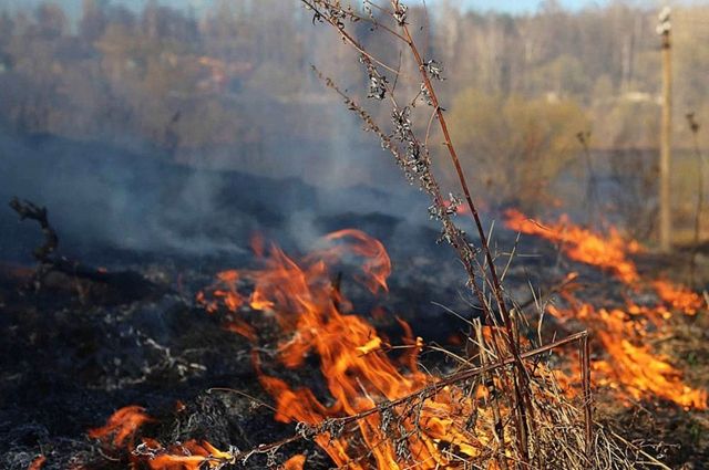Более 70 раз за сутки брянские пожарные выезжали тушить траву