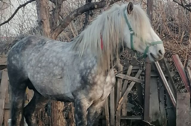 В копейском поселке ищут хозяев заблудившегося коня