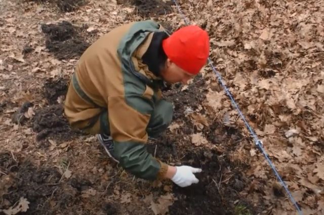 В роще «Дубки» в Таганроге посадили 160 новых деревьев