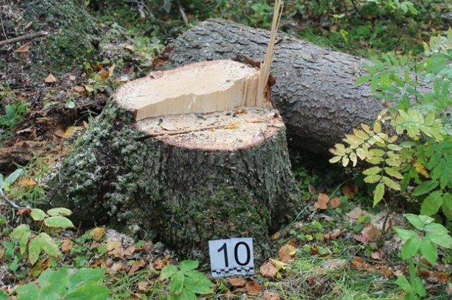 В Прикамье владелец пилорамы обвиняется в том, что срубил деревьев на 3 млн