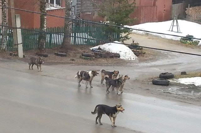 «Ходить страшно»: жительница Лысьвы пожаловалась на засилие бродячих собак