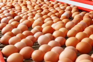 В некоторых магазинах Новосибирска цена за десяток превысила 88 рублей.