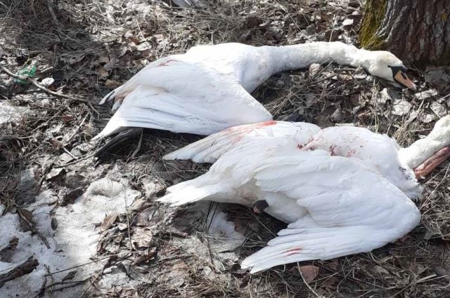 Открывшие охоту с убийства 4 лебедей охотники будут наказаны