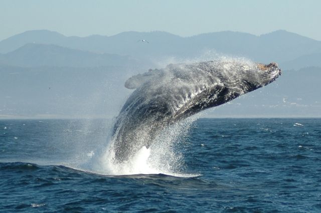 Приморец спас кита, застрявшего на отмели