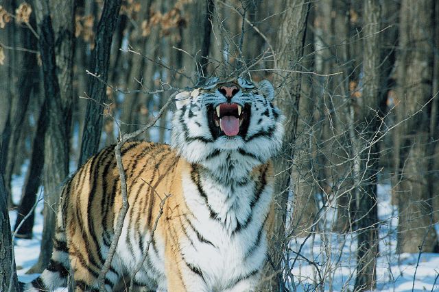 В Хабаровском крае начали проверку из-за обезглавленного амурского тигра