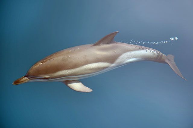 В Приморье спасли дельфина, который застрял на мелководье