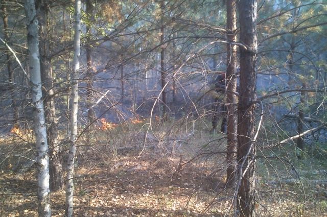 Первый в 2021 году лесной пожар ликвидирован в Пензенской области