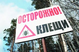 С начала весны в регионе уже пять присасываний клещей.