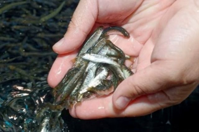 За 5 лет в Дагестане выпущено более миллиарда молоди частиковой рыбы