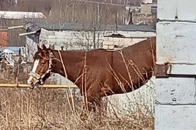 В Челябинской области беспризорные лошади напугали женщину с ребенком