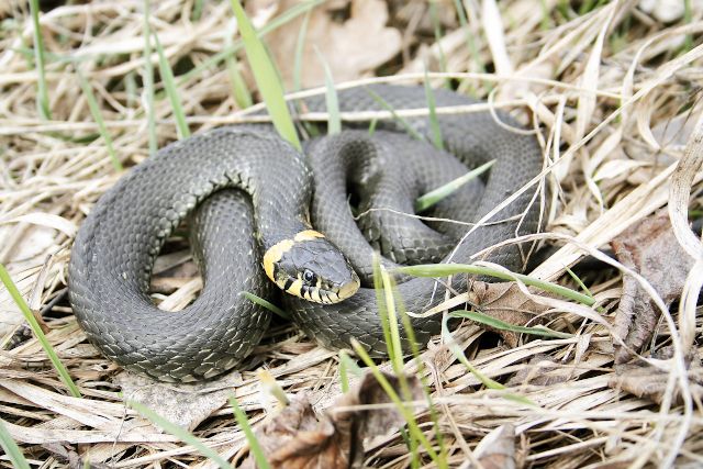 Обыкновенный уж — самая распространенная змея в Воронежской области. 
