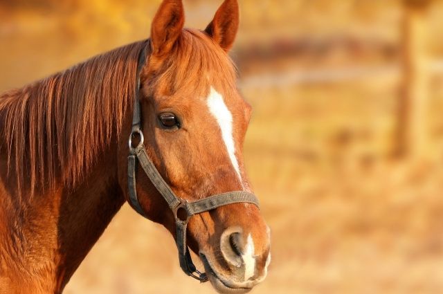 В Омской области лошадь ударила девочку копытом, ребёнок серьёзно пострадал