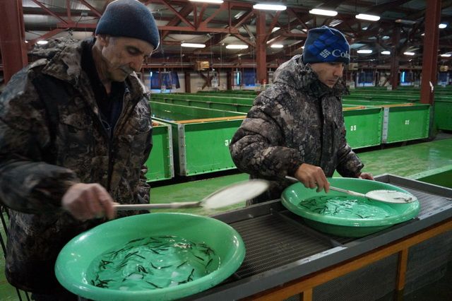 Камчатский рыбоводный завод выпустит в реки 15 млн молоди лососевых