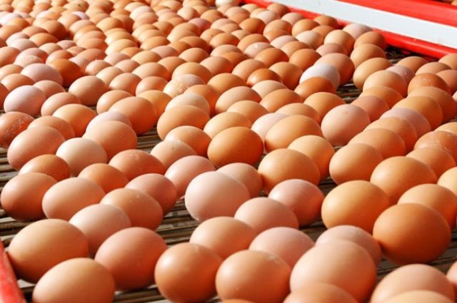 Стоимость яиц в Псковской области выросла на 7,2%