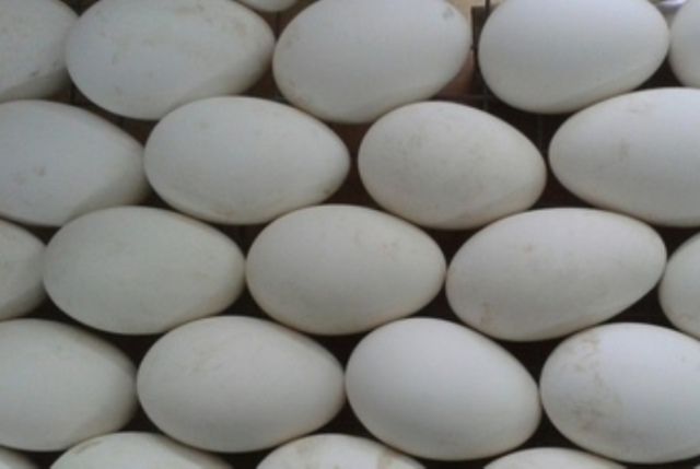 Челябинские специалисты провели исследование гусиных инкубационных яиц