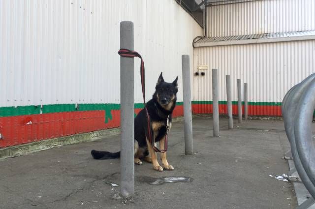 Привязывать собаку перед магазином: правила и возможные проблемы