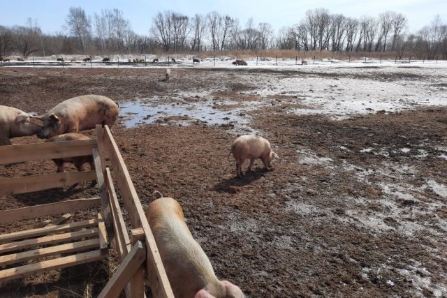 В Хабаровском крае фермеру грозит штраф за выгул свиней