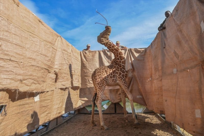 1-е место в категории «Природа». Жирафа Ротшильда перевозят в безопасное место на специально построенной барже с затопленного ливнями острова Лонгичаро в западной Кении.