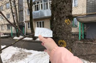 С некоторых деревьев таблички с номерами пропали.