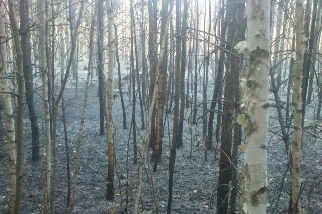 Три лесных пожара ликвидировано за сутки в Пензенской области