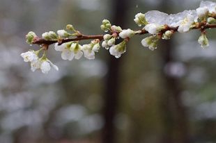 В Украине из-за заморозков объявили штормовое предупреждение.