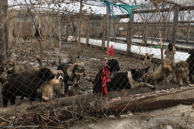 Начальник рязанского ГУ ветеринарии рассказала о нарушениях в приюте Сасова