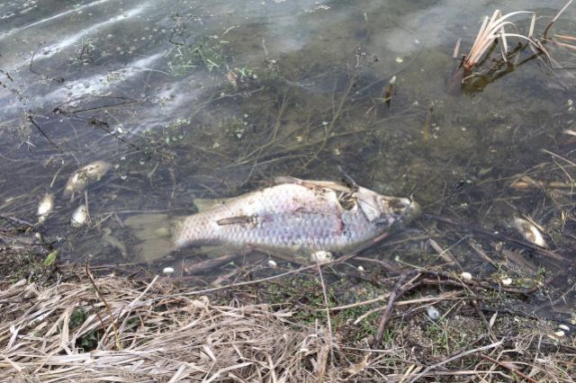 В пруду деревни Долгое Курской области массово погибла рыба