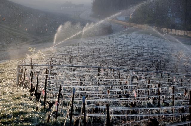 Власти Франции выделят пострадавшим от заморозков хозяйствам 1 млрд евро