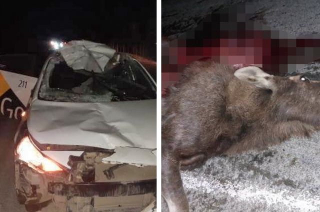 Водитель такси насмерть сбил беременную лосиху под Новосибирском
