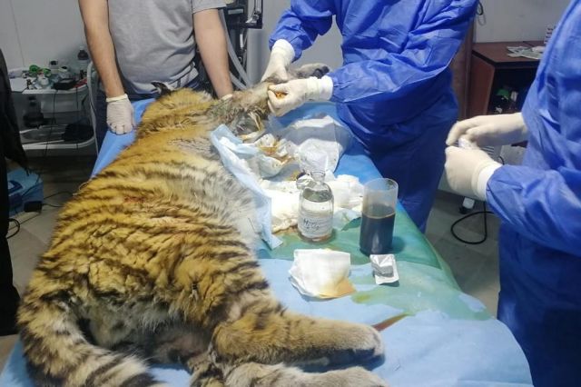 Обезглавленного тигра привезли на экспертизу в центр «Амурский тигр»