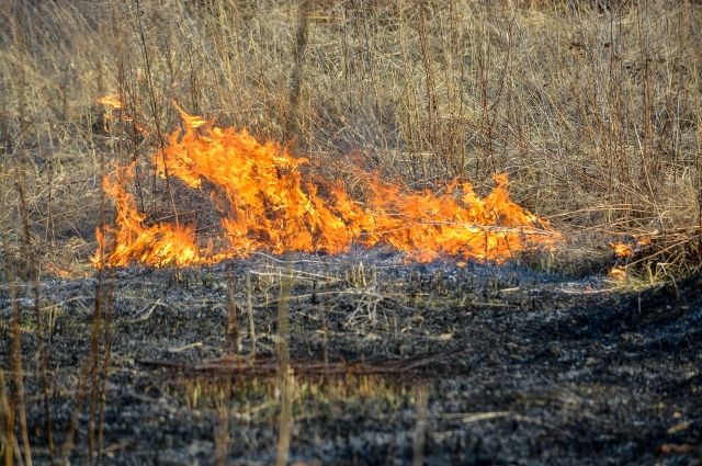 За сутки во Владимирской области потушили 54 пала сухой травы