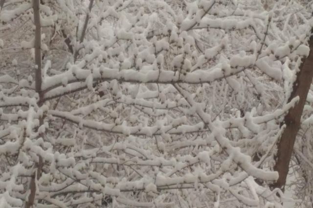 Синоптики предупреждают о снеге и усилении ветра в Алтайском крае