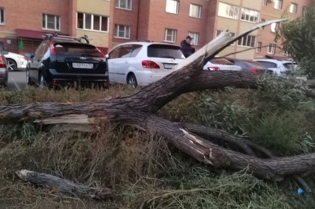 Из-за сильного ветра в Омске на припаркованный автомобиль упало дерево