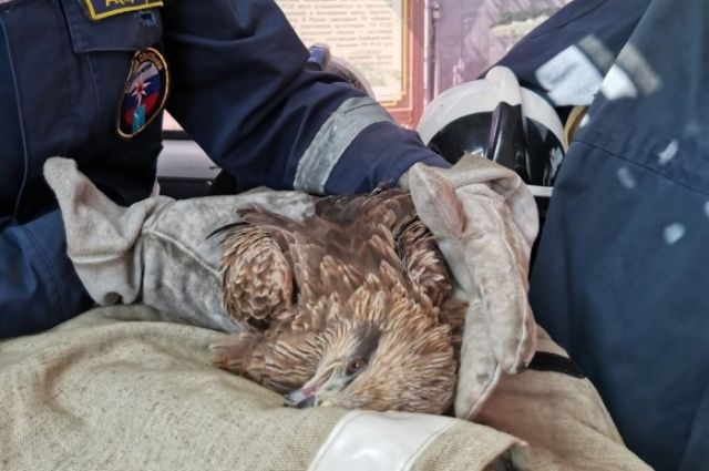 Житель Саратова нашел раненого коршуна в парке Победы