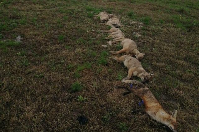 Стала известна причина гибели лис и шакалов на Кубани