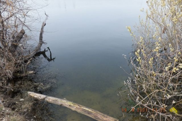 Сообщение о массовой гибели рыб в озера Пляжное в Тольятти не подтвердилось