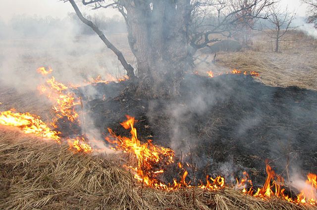 В Омске возле СНТ «Ромашка» загорелась сухая трава