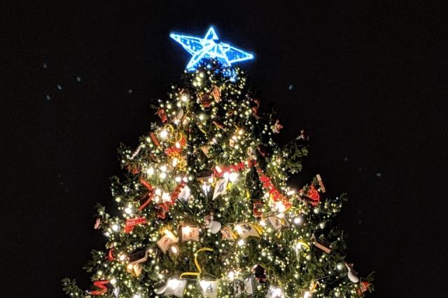 В Новороссийске чиновники ищут новогоднюю елку на 2022 год