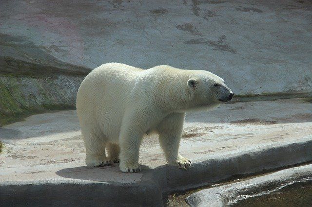 В уральском зоопарке белый медведь умер, проглотив детский мяч