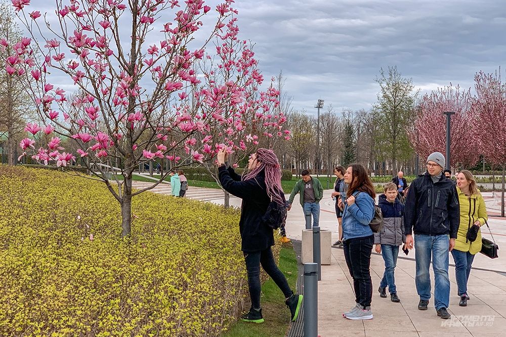 Что сейчас цветет в парке галицкого. Парк Галицкого в Краснодаре весной. Парк Галицкого 2021. Парк Галицкого в Краснодаре 2021. Тюльпановое дерево в Краснодаре в парке Галицкого.