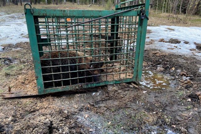Челябинские волонтеры ищут истощенного медведя, увезенного в Башкирию
