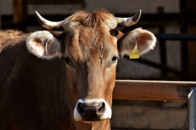 В Чернском районе найдено 150 трупов крупного рогатого скота