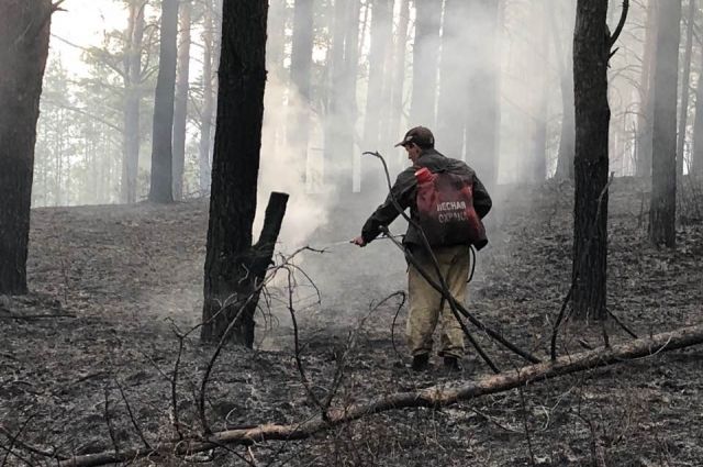 За минувшие сутки в РФ потушили 99 лесных пожаров